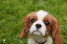 Chloé DUFLOT - PLAISIR PHOTO