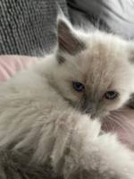 Christine LE GUYADEC - leguyadecc@gmail.com