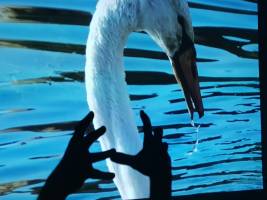 Christine LE GUYADEC - Christine LE GUYADEC